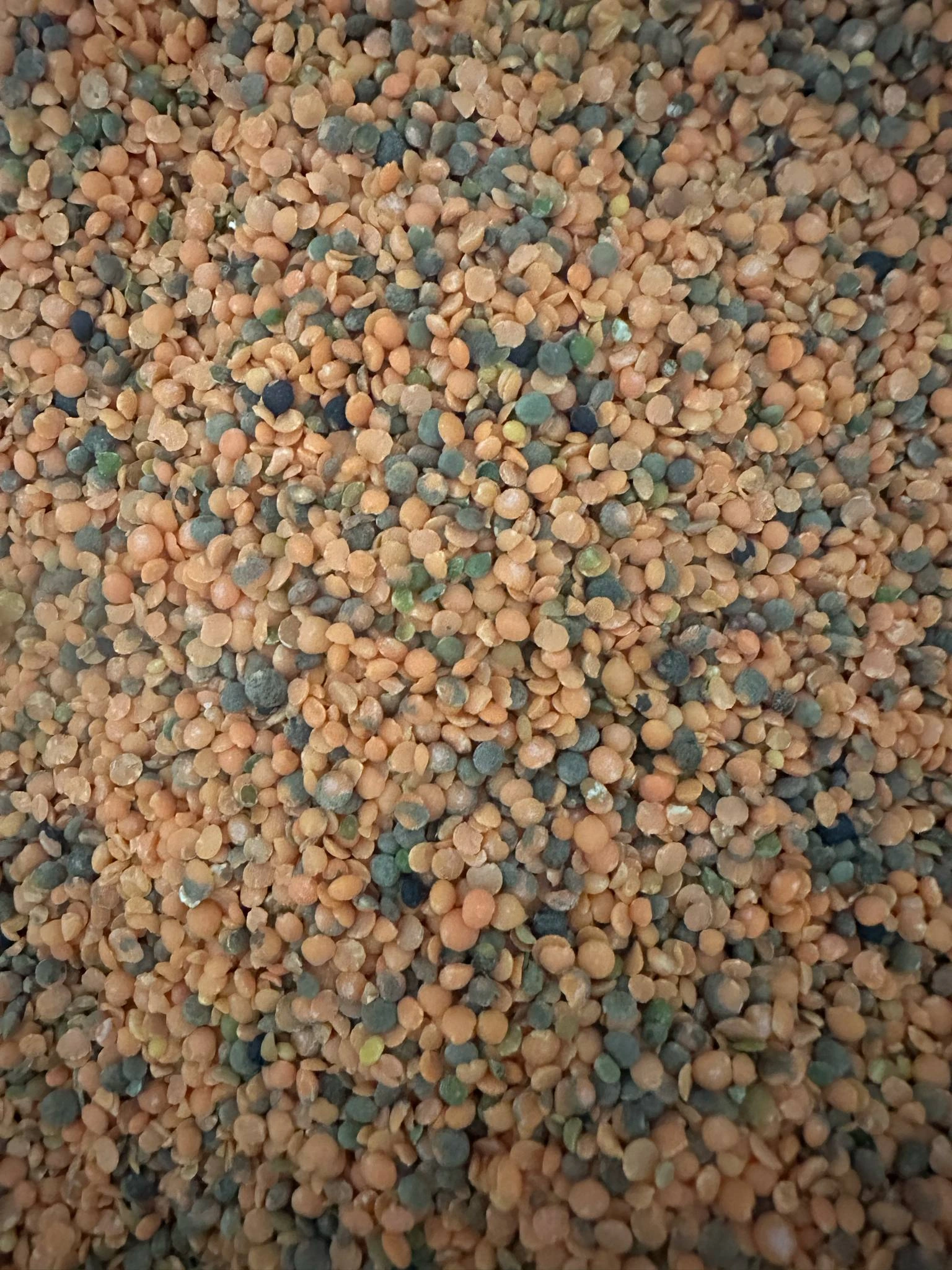 Local Musuro Daal (Red Lentils)